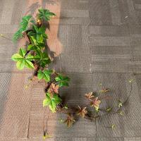 uploads/erp/collection/images/Home Garden/CongDing/XU0610863/img_b/XU0610863_img_b_4